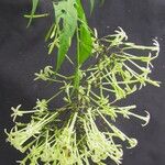 Cestrum fragile Otro
