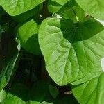 Aristolochia tomentosa Leaf