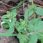 Stachys arvensis Fiore