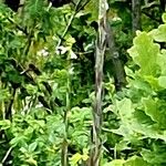 Turritis glabra Hábito