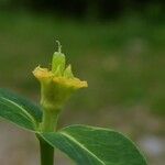 Euphorbia hyberna ফুল