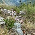 Erigeron alpinus Hábito