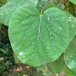 Cercis occidentalis Hostoa