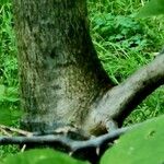 Celtis tenuifolia Écorce