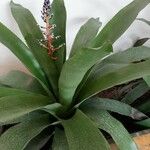 Aechmea weilbachii 葉