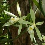 Vanilla odorata Blüte