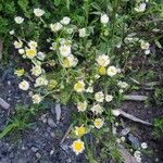 Erigeron annuusBlüte