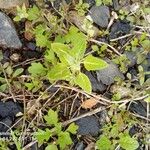 Chenopodium vulvaria Leaf