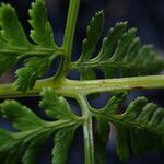 Athyrium schimperi