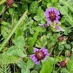 Prunella grandiflora 整株植物