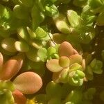 Sedum kimnachii 葉