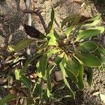 Protea cynaroides Folha