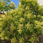 Ligustrum lucidumFolha