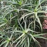 Aloe arborescensVivejo