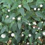 Melanthera nivea Vatany