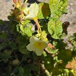 Oenothera laciniata Кветка