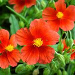 Helianthemum nummularium Virág
