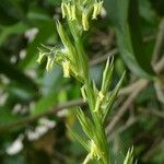 Lolium rigidum Bloem