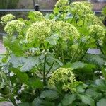 Smyrnium olusatrum Flower