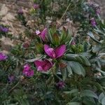 Polygala myrtifolia Fleur