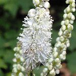 Actaea elata Flower