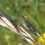 Avenula pubescens Fula