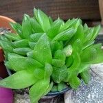 Haworthia cymbiformisFulla