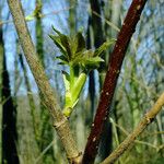 Sambucus racemosa Schors