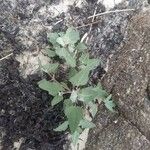 Atriplex laciniata Leaf