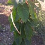 Prunus avium Лист