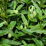 Helianthemum nummularium Levél