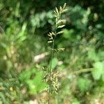 Poa compressa Fiore