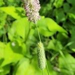 Phleum pratense 花