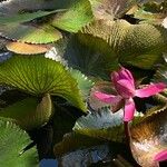 Nymphaea rubra ᱵᱟᱦᱟ