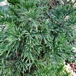 Cryptomeria japonica Лист