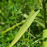 Euthamia graminifolia Leaf