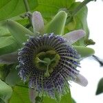 Passiflora ligularis 花