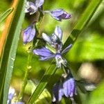 Polygala amarella Floro