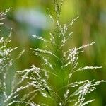 Deschampsia cespitosa Blatt