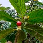 Besleria lutea Fruit