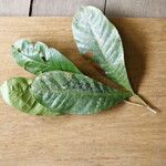 Inga longipedunculata Leaf