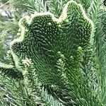 Cryptomeria japonica Blad