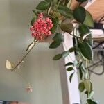 Hoya bilobata