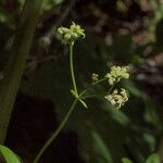 Galium oreganum Habit