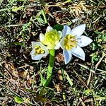 Ornithogalum thyrsoides Flower