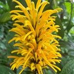 Justicia aurea Bloem