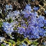 Ceanothus impressusപുഷ്പം