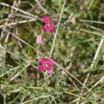 Krameria lanceolata Habit