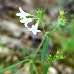 Stenaria nigricans Flower