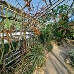 Stromanthe jacquinii Hábito